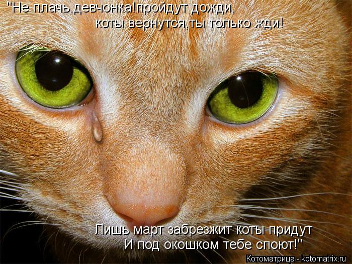 "Не плачь,девчонка!пройдут дожди, коты вернутся,ты только жди! Лишь март забрезжит коты придут И под ... Котоматрица: "Не плачь,девчонка!пройдут дожди, коты вернутся,ты только жди! Лишь март забрезжит коты придут И под окошком тебе споют!"