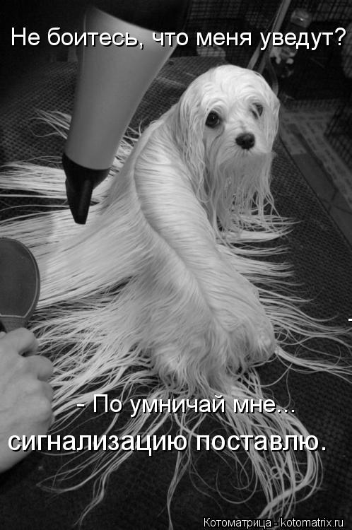 Не боитесь, что меня уведут? - Поу - По умничай мне... сигнализацию поставлю.... Котоматрица: Не боитесь, что меня уведут? - Поу - По умничай мне... сигнализацию поставлю.