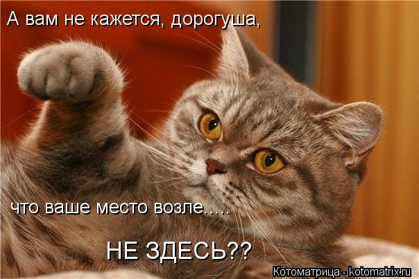 А вам не кажется, дорогуша, что ваше место возле..... НЕ ЗДЕСЬ??... Котоматрица: А вам не кажется, дорогуша, что ваше место возле..... НЕ ЗДЕСЬ??