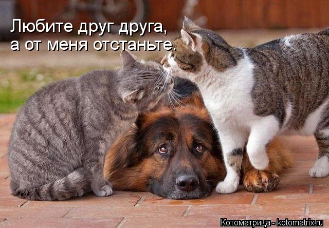 Любите друг друга, а от меня отстаньте.... Котоматрица: Любите друг друга, а от меня отстаньте.