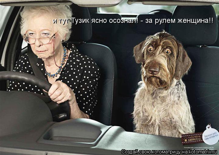 Котоматрица: и тут Тузик ясно осознал! - за рулем женщина!!
