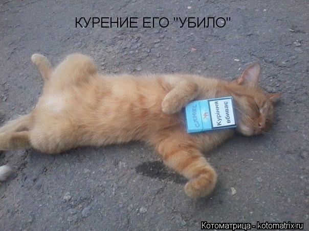 КУРЕНИЕ ЕГО "УБИЛО"... Котоматрица: КУРЕНИЕ ЕГО "УБИЛО"