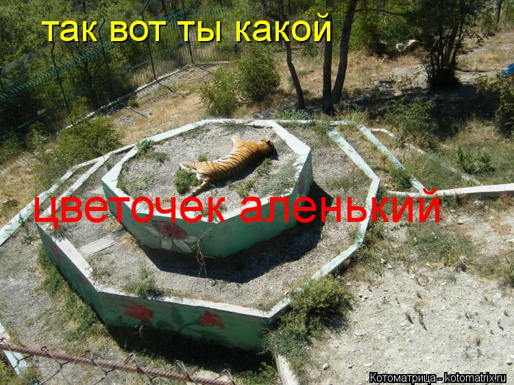 так вот ты какой цветочек аленький... Котоматрица: так вот ты какой цветочек аленький