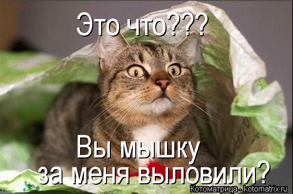 Котоматрица: Это что???  за меня выловили? Вы мышку