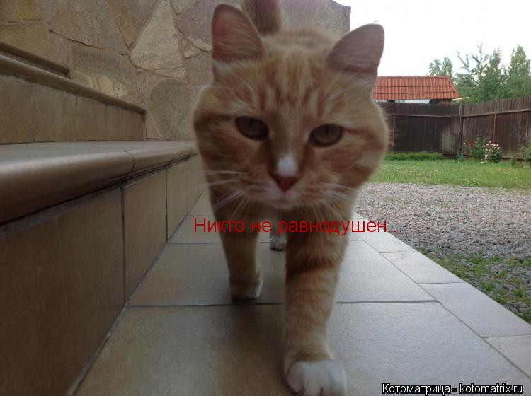 Никто не равнодушен...... Котоматрица: Никто не равнодушен...
