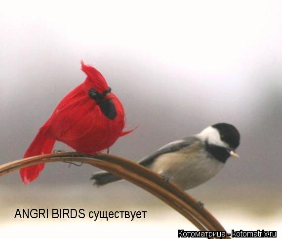 ANGRI BIRDS существует... Котоматрица: ANGRI BIRDS существует