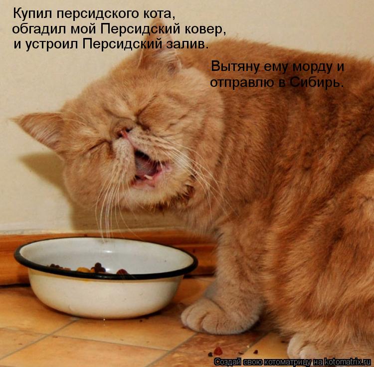 Купил персидского кота, обгадил мой Персидский ковер, и устроил Персидский залив. Вытяну ему морду и ... Котоматрица: Купил персидского кота, обгадил мой Персидский ковер, и устроил Персидский залив. Вытяну ему морду и отправлю в Сибирь.