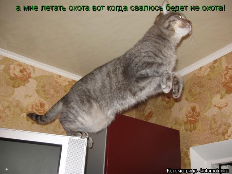 а мне летать охота вот когда свалюсь бедет не охота!... Котоматрица: а мне летать охота вот когда свалюсь бедет не охота!