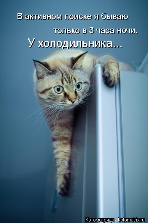 В активном поиске я бываю только в 3 часа ночи. У холодильника...... Котоматрица: В активном поиске я бываю только в 3 часа ночи. У холодильника...