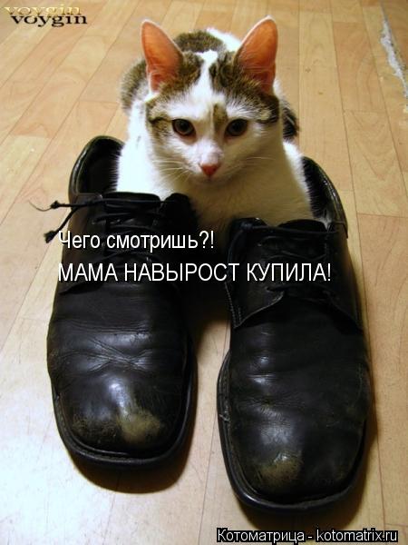 Чего смотришь?! МАМА НАВЫРОСТ КУПИЛА!... Котоматрица: Чего смотришь?! МАМА НАВЫРОСТ КУПИЛА!