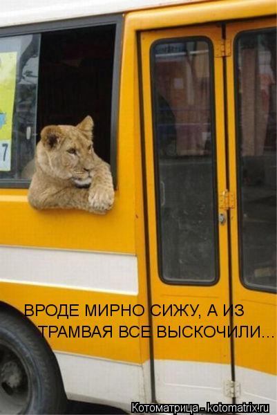 ВРОДЕ МИРНО СИЖУ, А ИЗ ТРАМВАЯ ВСЕ ВЫСКОЧИЛИ...... Котоматрица: ВРОДЕ МИРНО СИЖУ, А ИЗ ТРАМВАЯ ВСЕ ВЫСКОЧИЛИ...