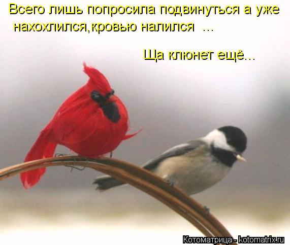 Всего лишь попросила подвинуться а уже нахохлился,кровью налился ... Ща клюнет ещё...... Котоматрица: Всего лишь попросила подвинуться а уже нахохлился,кровью налился ... Ща клюнет ещё...