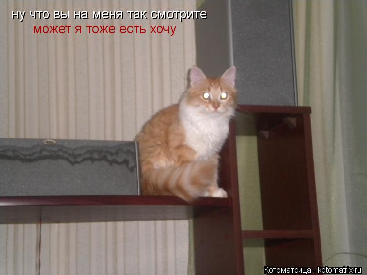 ну что вы на меня так смотрите ну что вы на меня так смотрите может я тоже есть хочу... Котоматрица: ну что вы на меня так смотрите ну что вы на меня так смотрите может я тоже есть хочу