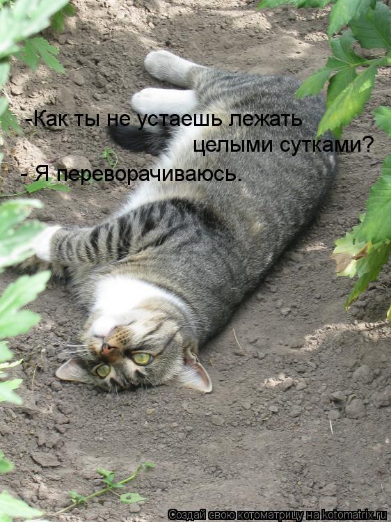 -Как ты не устаешь лежать целыми сутками? - Я переворачиваюсь.... Котоматрица: -Как ты не устаешь лежать целыми сутками? - Я переворачиваюсь.