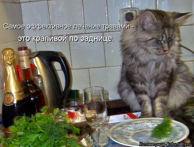 Самое эффективное лечение травами - это крапивой по заднице.... Котоматрица: Самое эффективное лечение травами - это крапивой по заднице.