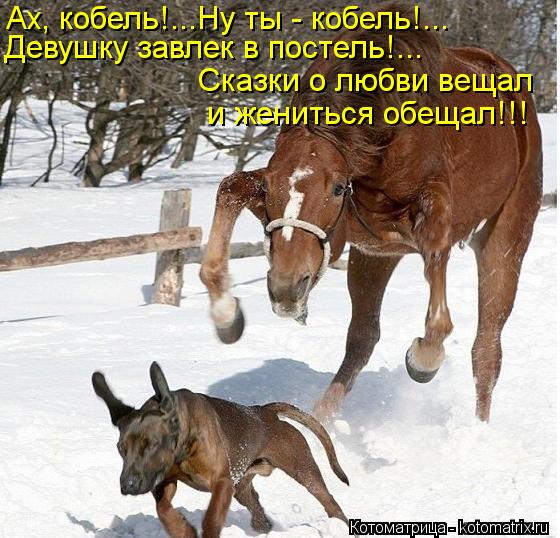 Котоматрица: Ах, кобель!...Ну ты - кобель!... Девушку завлек в постель!... Сказки о любви вещал и жениться обещал!!!