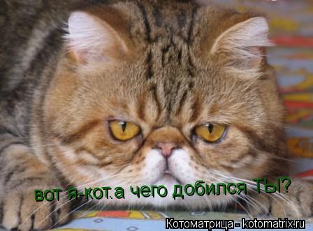 Котоматрица: вот я-кот.а чего добился ТЫ?