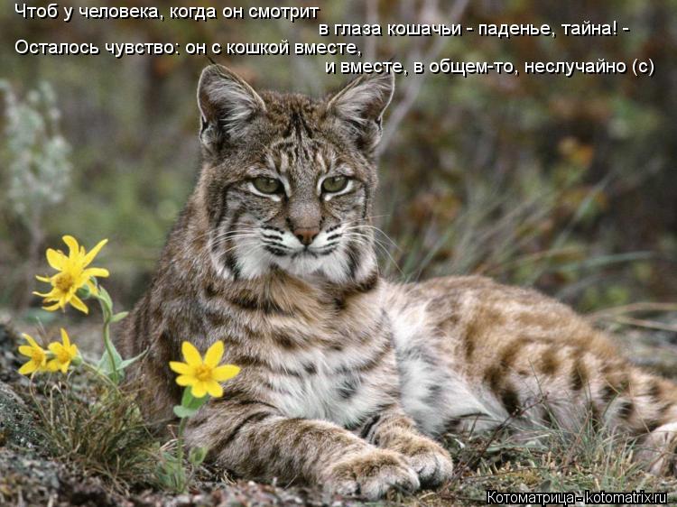 Осталось чувство: он с кошкой вместе, Чтоб у человека, когда он смотрит в глаза кошачьи - паденье, т... Котоматрица: Осталось чувство: он с кошкой вместе, Чтоб у человека, когда он смотрит в глаза кошачьи - паденье, тайна! - и вместе, в общем-то, неслучайно (с)