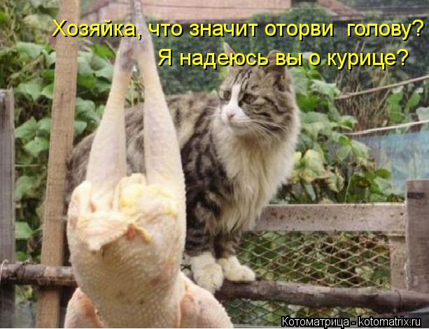 Хозяйка, что значит оторви голову? Я надеюсь вы о курице?... Котоматрица: Хозяйка, что значит оторви голову? Я надеюсь вы о курице?