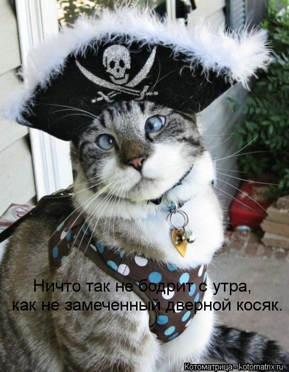 Ничто так не бодрит с утра, как не замеченный дверной косяк.... Котоматрица: Ничто так не бодрит с утра, как не замеченный дверной косяк.