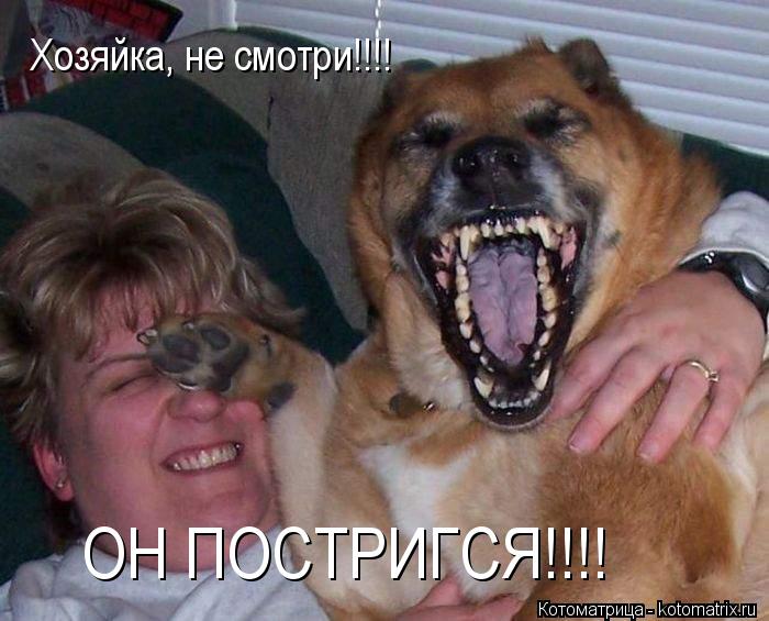 Хозяйка, не смотри!!!! ОН ПОСТРИГСЯ!!!!... Котоматрица: Хозяйка, не смотри!!!! ОН ПОСТРИГСЯ!!!!