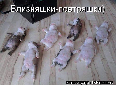 Близняшки-повтряшки)... Котоматрица: Близняшки-повтряшки)