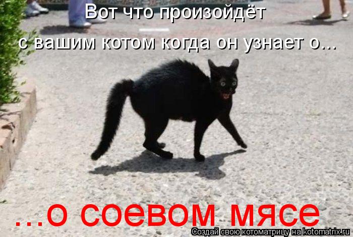 Вот что произойдёт с вашим котом когда он узнает о... ...о соевом мясе... Котоматрица: Вот что произойдёт с вашим котом когда он узнает о... ...о соевом мясе