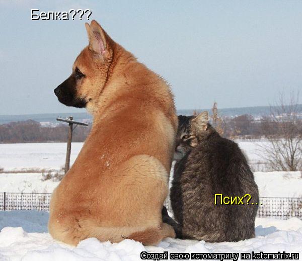 Котоматрица: Белка??? Псих?...