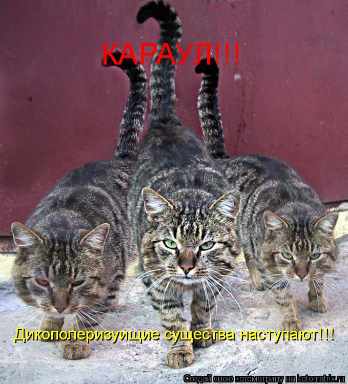 Котоматрица: Дикополеризуищие существа наступают!!! КАРАУЛ!!!