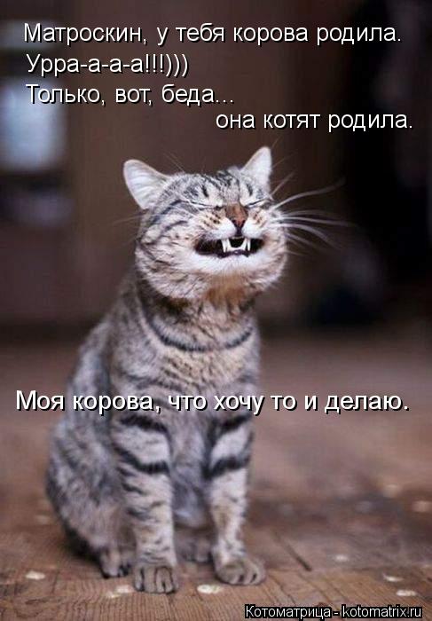 Котоматрица: Матроскин, у тебя корова родила. Урра-а-а-а!!!))) Только, вот, беда... она котят родила. Моя корова, что хочу то и делаю.