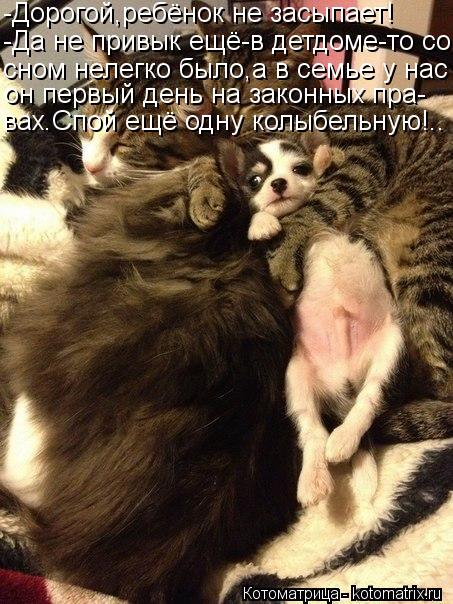 -Дорогой,ребёнок не засыпает! -Да не привык ещё-в детдоме-то со сном нелегко было,а в семье у нас он ... Котоматрица: -Дорогой,ребёнок не засыпает! -Да не привык ещё-в детдоме-то со сном нелегко было,а в семье у нас он первый день на законных пра- вах.Спой ещё о