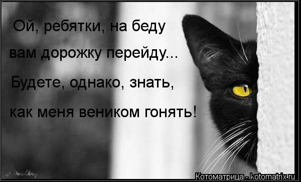 Ой, ребятки, на беду вам дорожку перейду... Будете, однако, знать, как меня веником гонять!... Котоматрица: Ой, ребятки, на беду вам дорожку перейду... Будете, однако, знать, как меня веником гонять!