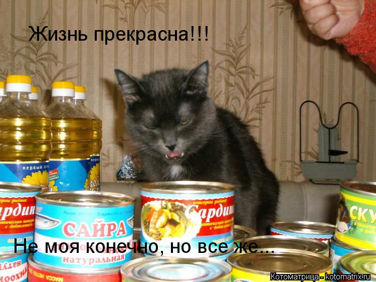 Жизнь прекрасна!!! Не моя конечно, но все же...... Котоматрица: Жизнь прекрасна!!! Не моя конечно, но все же...