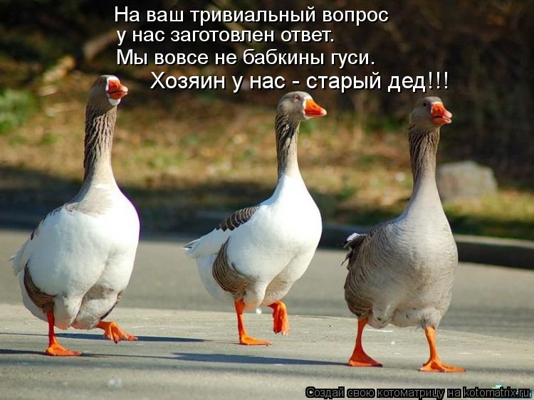 На ваш тривиальный вопрос у нас заготовлен ответ. Мы вовсе не бабкины гуси. Хозяин у нас - старый де... Котоматрица: На ваш тривиальный вопрос у нас заготовлен ответ. Мы вовсе не бабкины гуси. Хозяин у нас - старый дед!!!