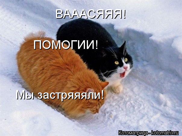 ВАААСЯЯЯ! ПОМОГИИ! Мы застряяяли!... Котоматрица: ВАААСЯЯЯ! ПОМОГИИ! Мы застряяяли!