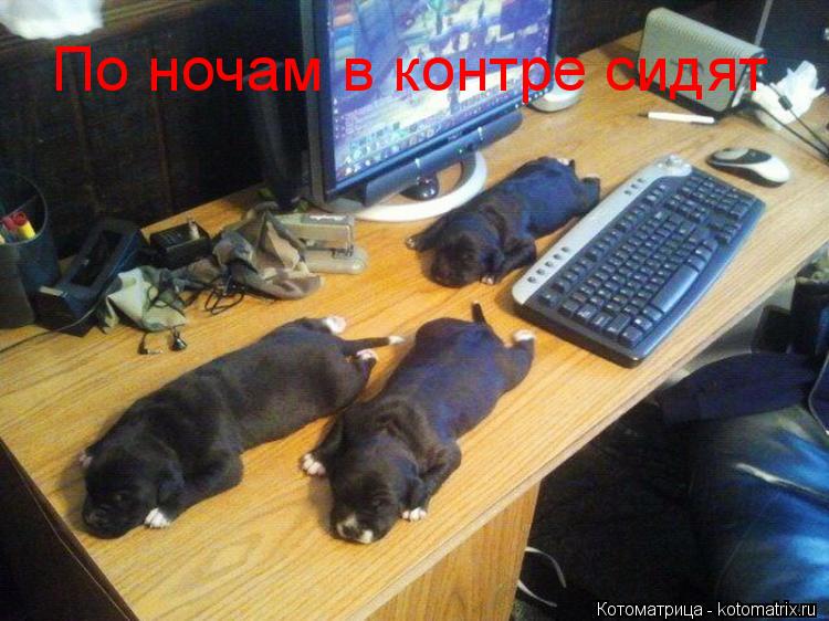 По ночам в контре сидят... Котоматрица: По ночам в контре сидят