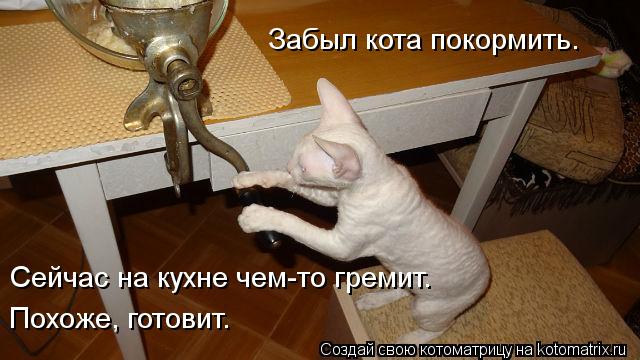 Котоматрица: Забыл кота покормить. Сейчас на кухне чем-то гремит. Похоже, готовит.