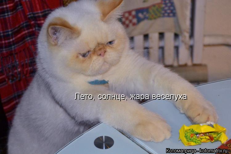 Котоматрица: Лето, солнце, жара веселуха