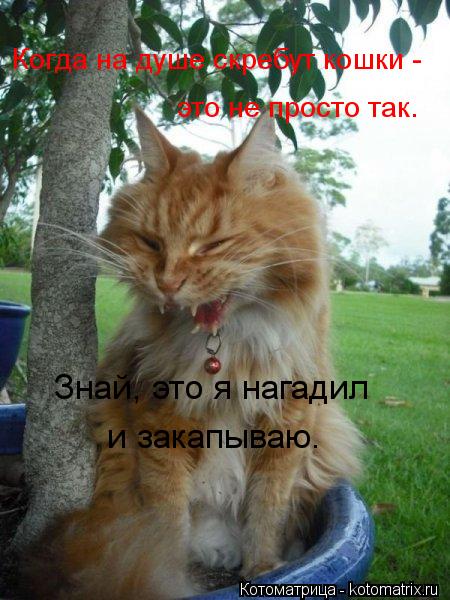 Знай, это я нагадил и закапываю. Когда на душе скребут кошки - это не просто так.... Котоматрица: Знай, это я нагадил и закапываю. Когда на душе скребут кошки - это не просто так.