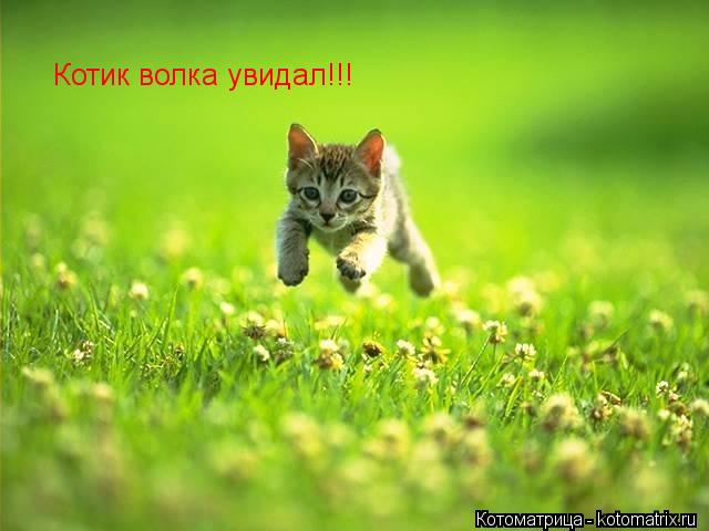 Котик волка увидал!!!... Котоматрица: Котик волка увидал!!!