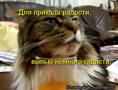 Для прихода радости, выпью немного гадасти.... Котоматрица: Для прихода радости, выпью немного гадасти.