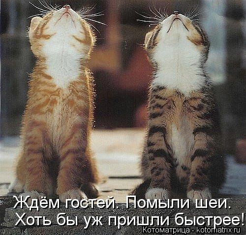Ждём гостей. Помыли шеи. Хоть бы уж пришли быстрее!... Котоматрица: Ждём гостей. Помыли шеи. Хоть бы уж пришли быстрее!