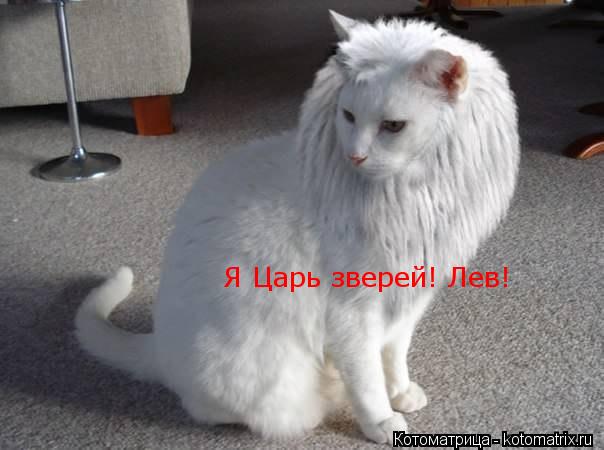Я Царь зверей! Лев!... Котоматрица: Я Царь зверей! Лев!