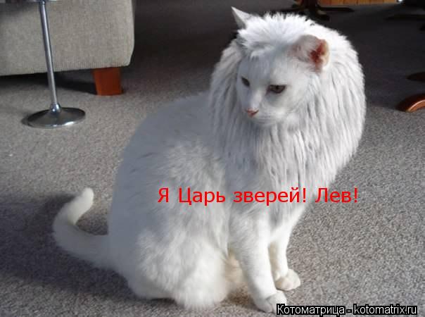 Котоматрица: Я Царь зверей! Лев!