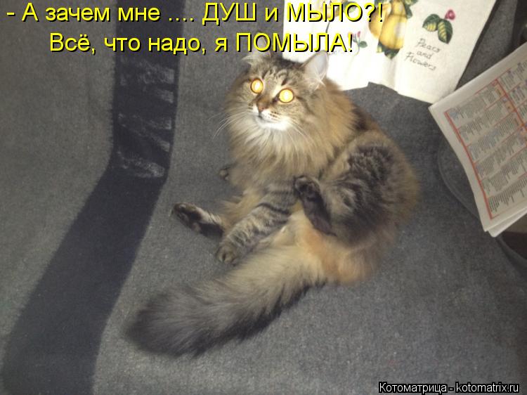 - А зачем мне .... ДУШ и МЫЛО?! Всё, что надо, я ПОМЫЛА!... Котоматрица: - А зачем мне .... ДУШ и МЫЛО?! Всё, что надо, я ПОМЫЛА!