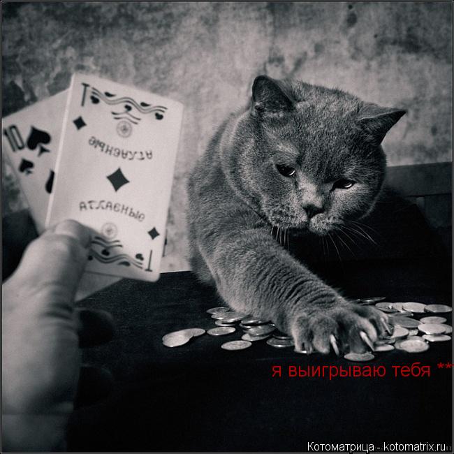 я выигрываю тебя ***... Котоматрица: я выигрываю тебя ***