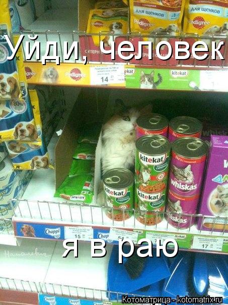 Уйди, человек я в раю... Котоматрица: Уйди, человек я в раю