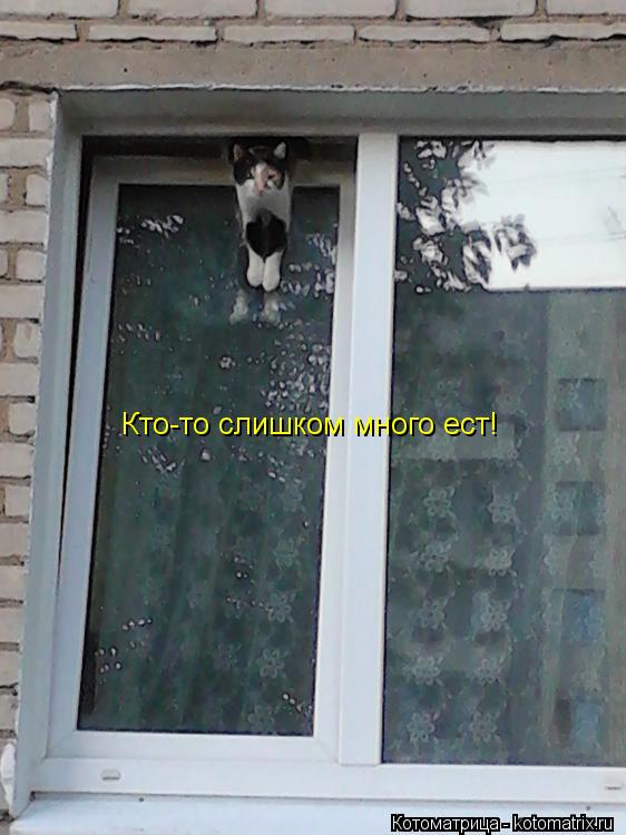 Кто-то слишком много ест!... Котоматрица: Кто-то слишком много ест!