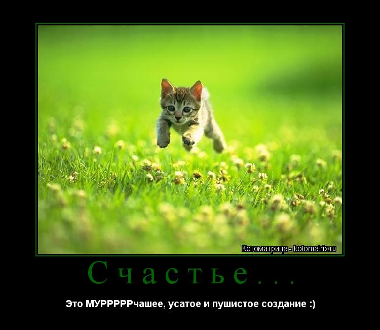 Котоматрица: Счастье... Это МУРРРРРчашее, усатое и пушистое создание :)