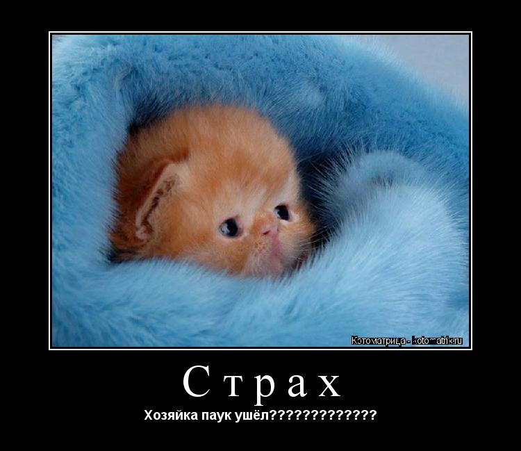 Страх Хозяйка паук ушёл?????????????... Котоматрица: Страх Хозяйка паук ушёл?????????????